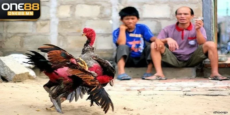 bí quyết đá gà