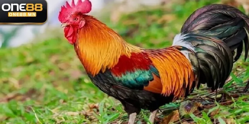 các kèo cá cược đá gà