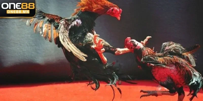 Đá Gà Ăn 8: Sảnh Cá Cược Ăn Khách Nhất Tại One88 đá gà ăn 8