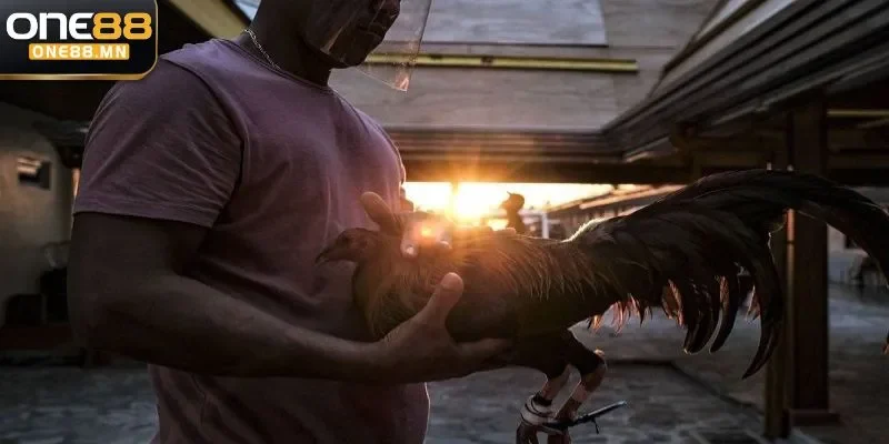 phương pháp nuôi gà đá C1