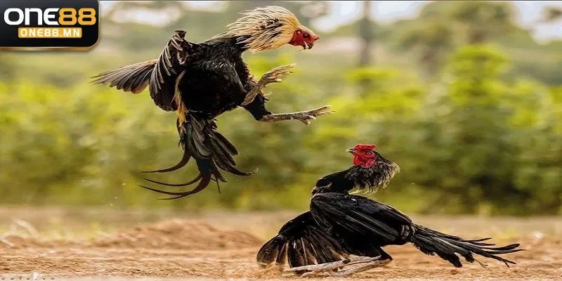 Thủ thuật đá gà